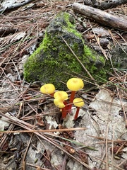Hygrocybe cantharellus