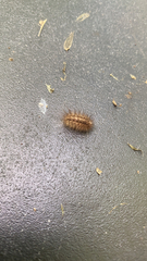 Spilosoma lubricipeda