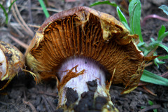 Cortinarius verrucisporus