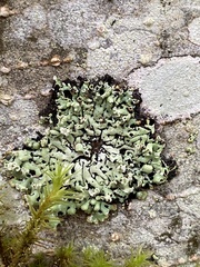 Menegazzia subsimilis