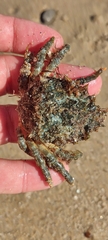 Maja brachydactyla