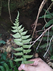 Polystichum balansae