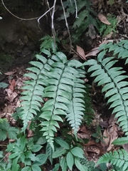 Polystichum balansae