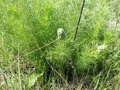Adonis vernalis