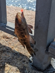 Centropristis striata