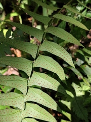 Polystichum balansae