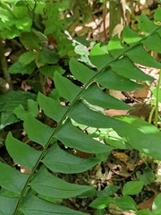 Polystichum balansae