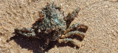 Maja brachydactyla