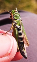 Omocestus viridulus