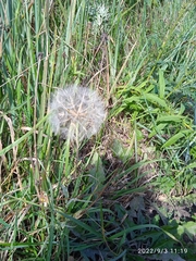 Tragopogon pratensis