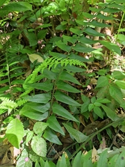 Polystichum balansae