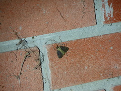 Pseudohermonassa bicarnea