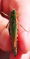 Omocestus viridulus