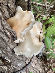 Pleurotus ostreatus