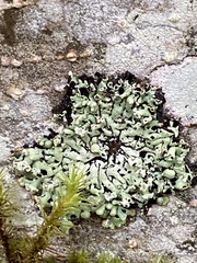 Menegazzia subsimilis