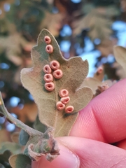 Neuroterus numismalis