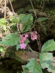 Ardisia pusilla