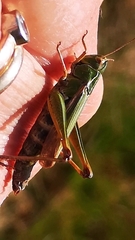 Omocestus viridulus
