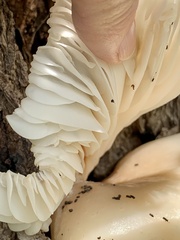 Pleurotus ostreatus