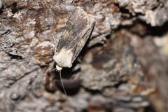 Agrotis puta