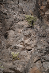Cylindropuntia bigelovii ciribe