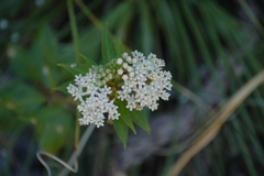 Asclepias texana