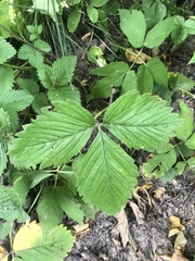 Fragaria moschata