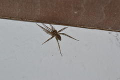 Tegenaria ferruginea