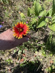 Gaillardia