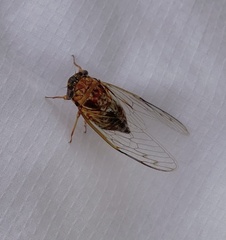 Diceroprocta olympusa