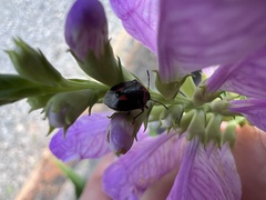 Cosmopepla lintneriana