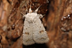 Caradrina kadenii