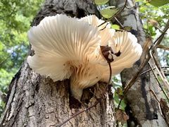 Pleurotus ostreatus
