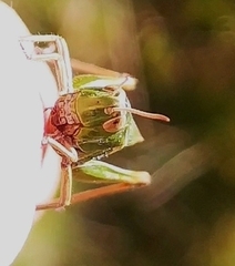 Omocestus viridulus