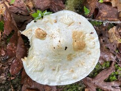 Lactifluus piperatus