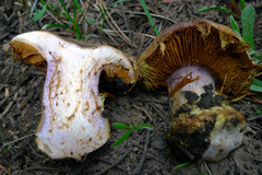 Cortinarius verrucisporus