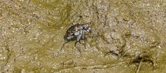 Cicindela repanda
