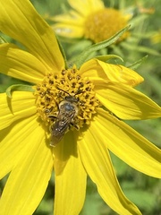 Andrena helianthi