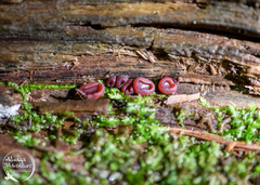 Ascocoryne sarcoides