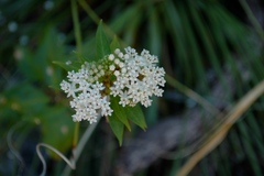 Asclepias texana