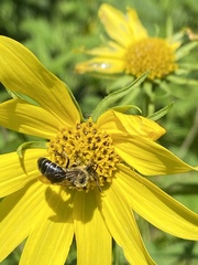 Andrena helianthi