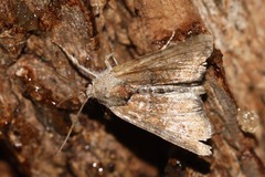 Mesoligia furuncula