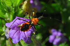 Pyrrhosphodrus caatingensis