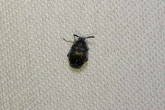 Bruchinae