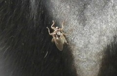 Hippobosca equina