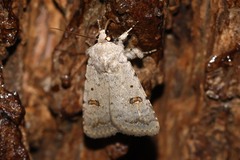 Caradrina kadenii