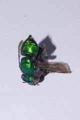 Euglossa