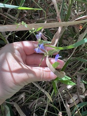 Scutellaria galericulata