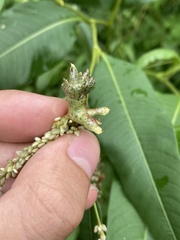 Melanopsichium pennsylvanicum