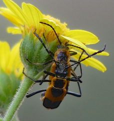 Chauliognathus deceptus